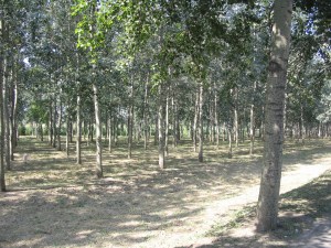 beijing forest
